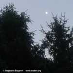 2 pines w moon w c